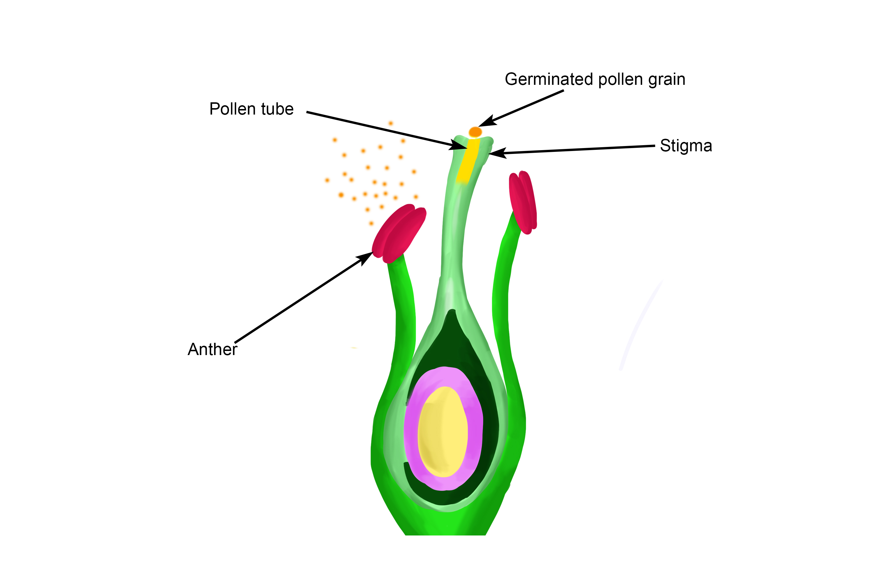 Diagram of a germinated pollen grain and starts to grow a pollen tube 